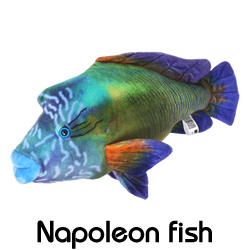 ナポレオンフィッシュ/ぬいぐるみ