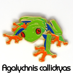 ピンバッジ/アカメアマガエル