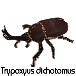 ピンバッジ/ヤマトカブト