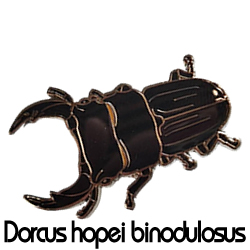 ピンバッジ/オオクワガタ