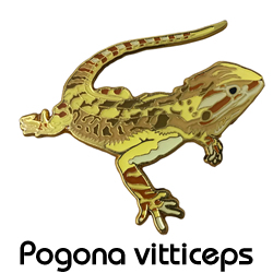 ピンバッジ/フトアゴヒゲトカゲ