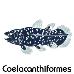 シーラカンス/ピンズ