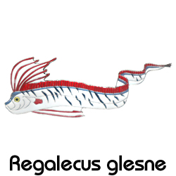 リュウグウノツカイ/ピンズ