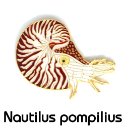 オウムガイ/ピンズ