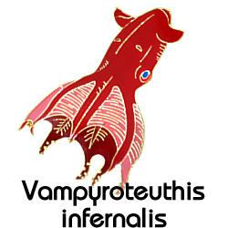 コウモリダコ/ピンズ