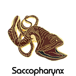 フウセンウナギ/ピンズ