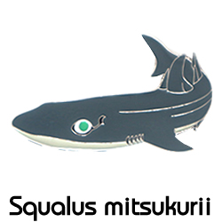 フトツノザメ/ピンズ