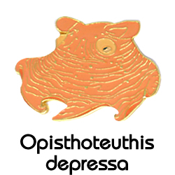 メンダコ/ピンズ