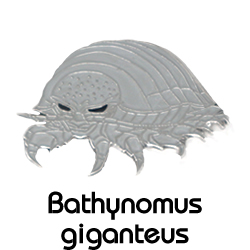 ダイオウグソクムシ/ピンズ