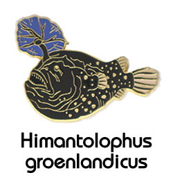 チョウチンアンコウ/ピンズ