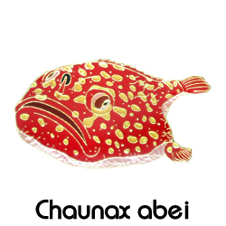 ミドリフサアンコウ/ピンズ