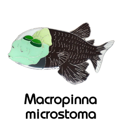 デメニギス/ピンズ